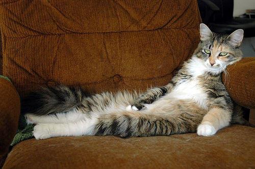 Lazy cat on sofa