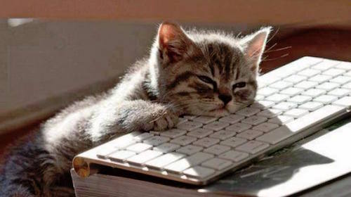 Lazy cat on keyboard