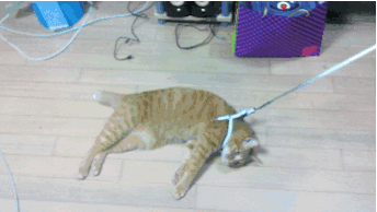 Lazy cat on leash